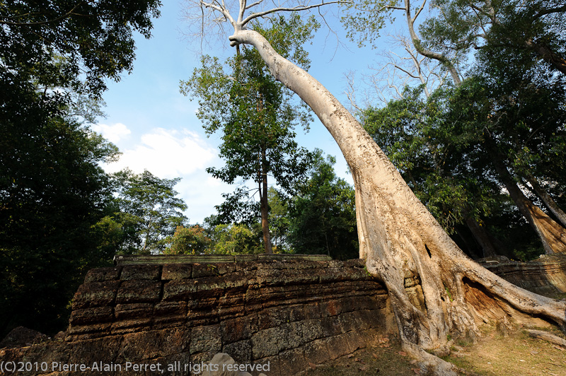 Angkor - Ta Prohm