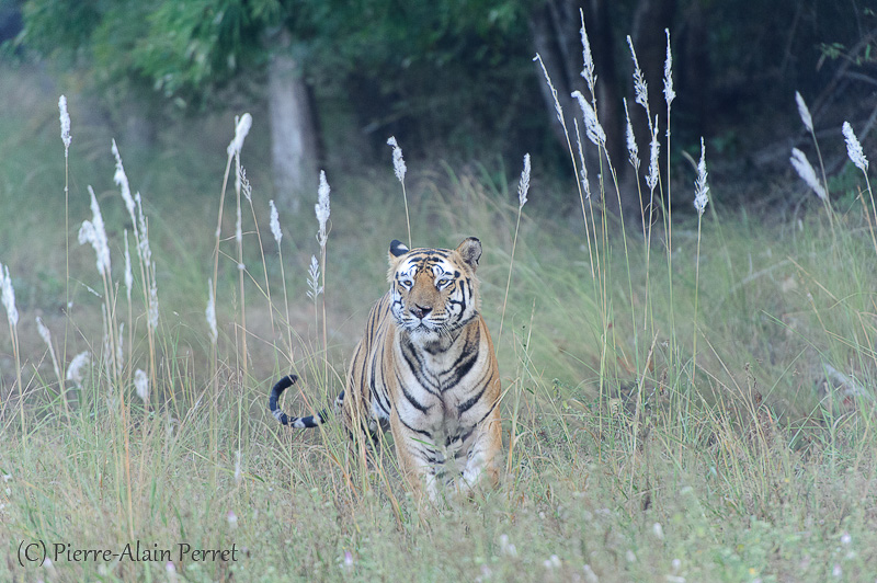 Parc national de Bandhavgarh - Tigre du Bengale