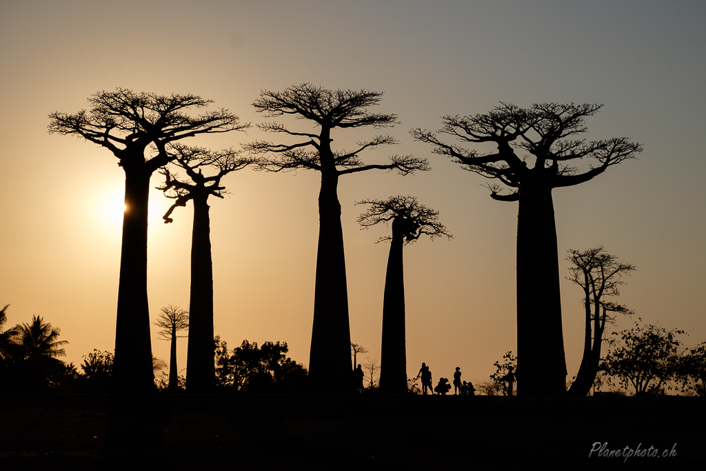 Allée des baobabs - Morondova